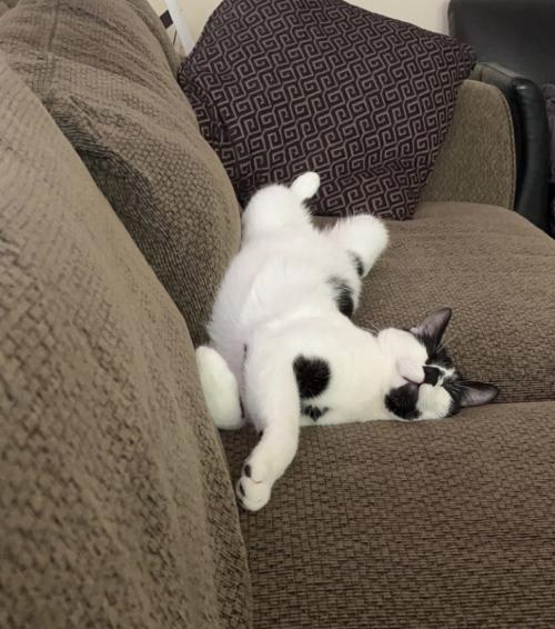 cat lying on couch