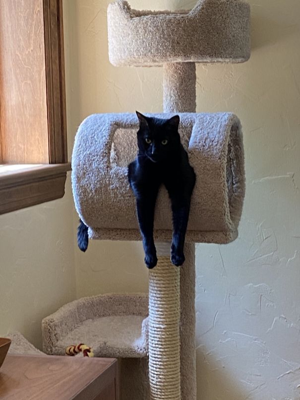 cat in tower