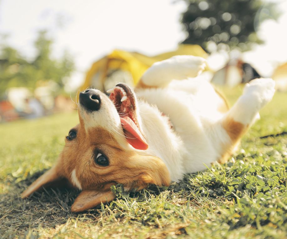 dog rolling over on the grass