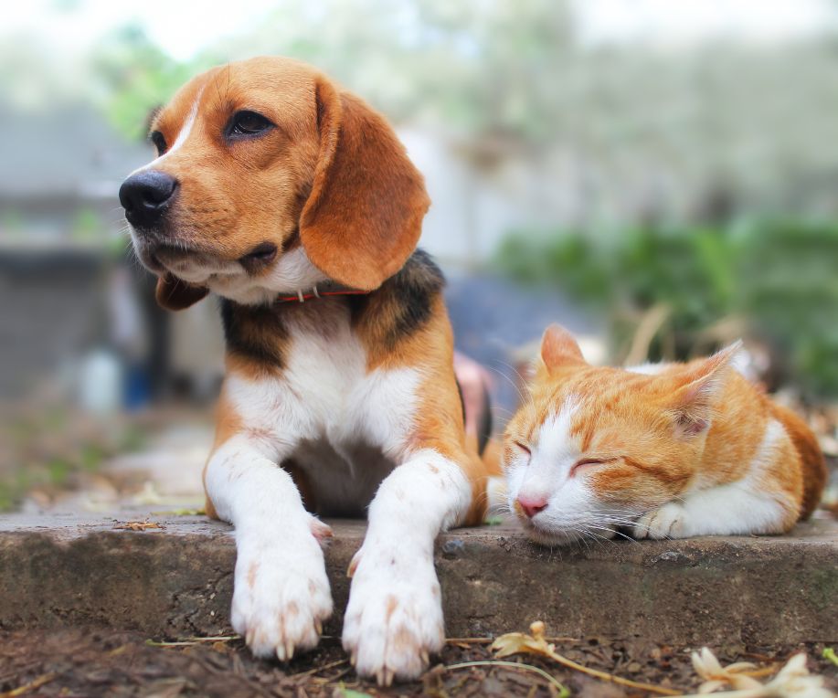 cute dog and cat together