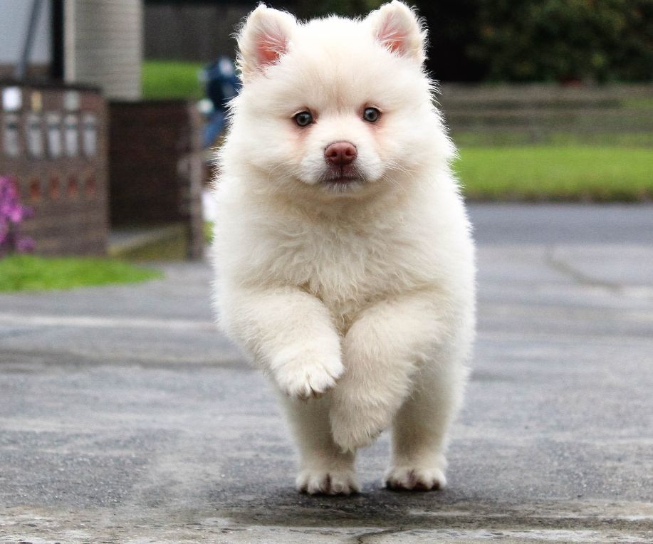 cute whit puppy running