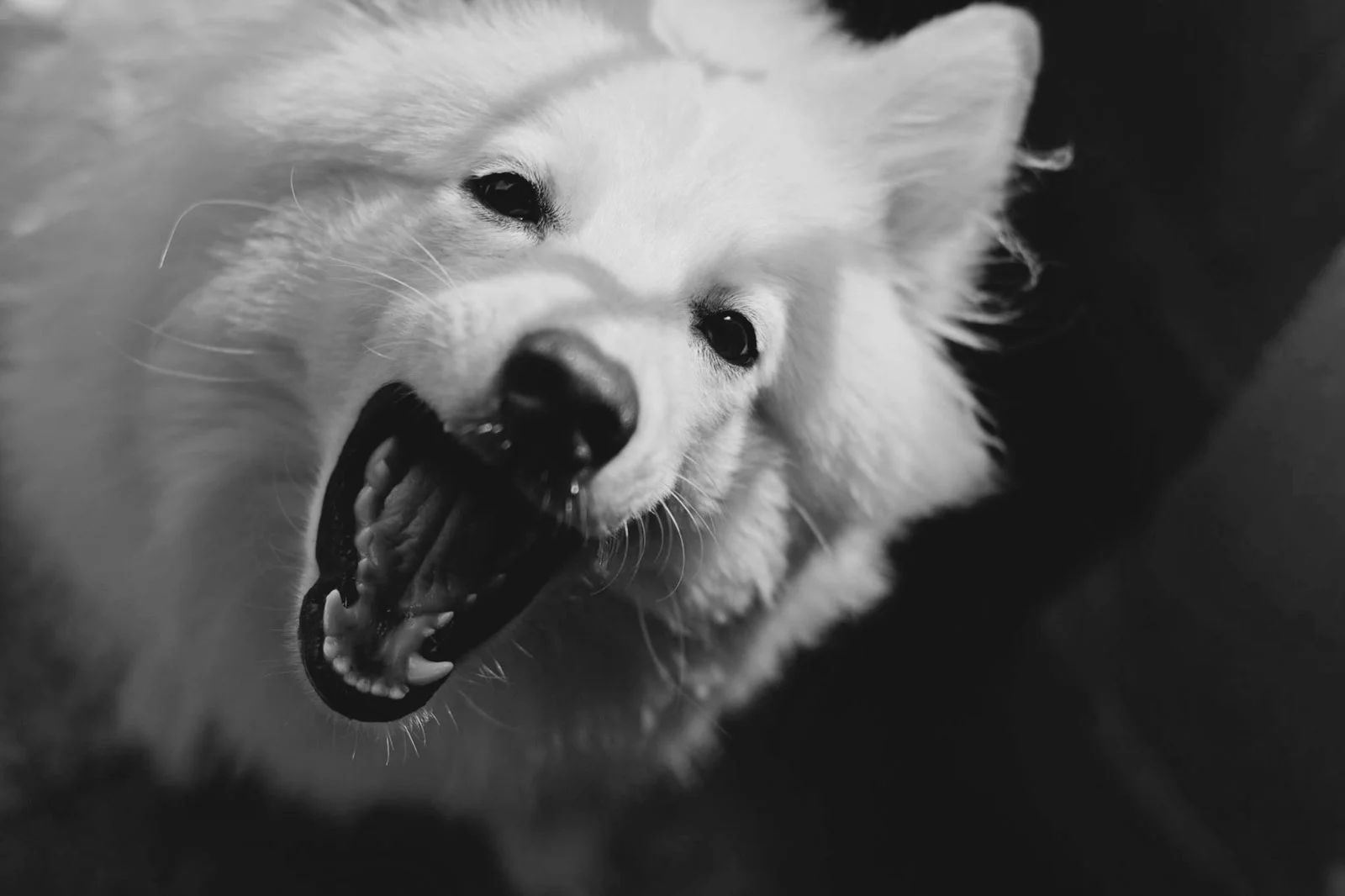 white dog showing its teeth